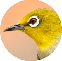 image oiseau.png (0.2MB)