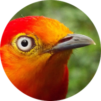 image oiseau.png (0.2MB)