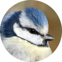 image oiseau.png (0.2MB)